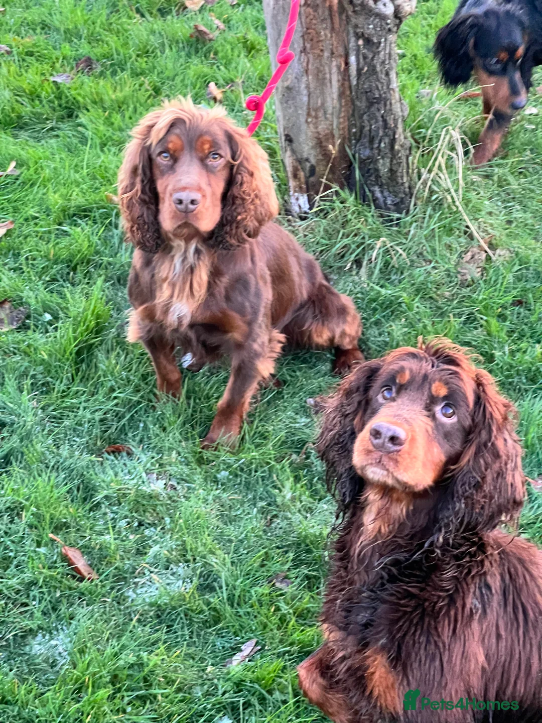 Cocker Spaniel dogs for stud: Champion bred Working cocker spaniel stud dogs  in Middlewich - Advert 6