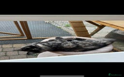 Maine Coon cats for sale: 1 year old Maine Coon Pair - Advert 15