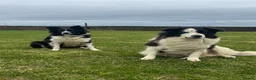 Border Collie dogs for sale: Border Collie female puppy (1 left) - Advert 12