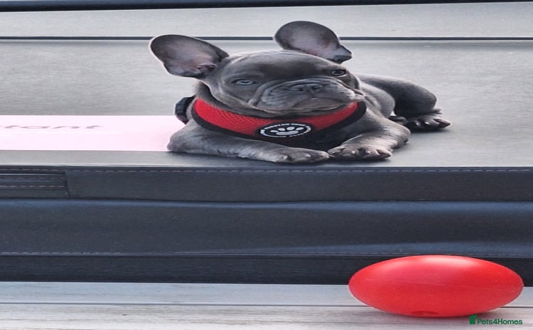 French Bulldog dogs - Advert 11