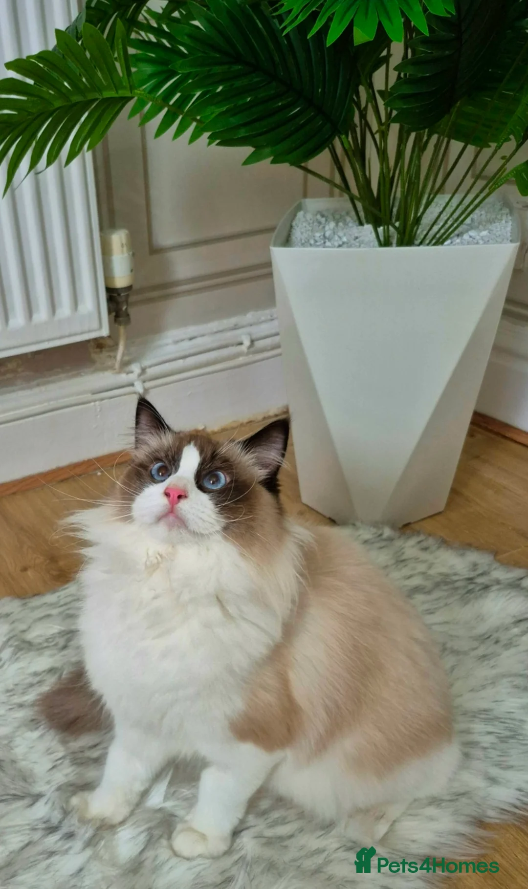 Ragdoll cats for sale: Premium Seal Bicolour  Ragdoll Boys 💖💖💖 - Advert 20
