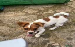 Mixed Breed dogs for sale: Gorgeous chihuahua x Jack russel for sale  - Image 3