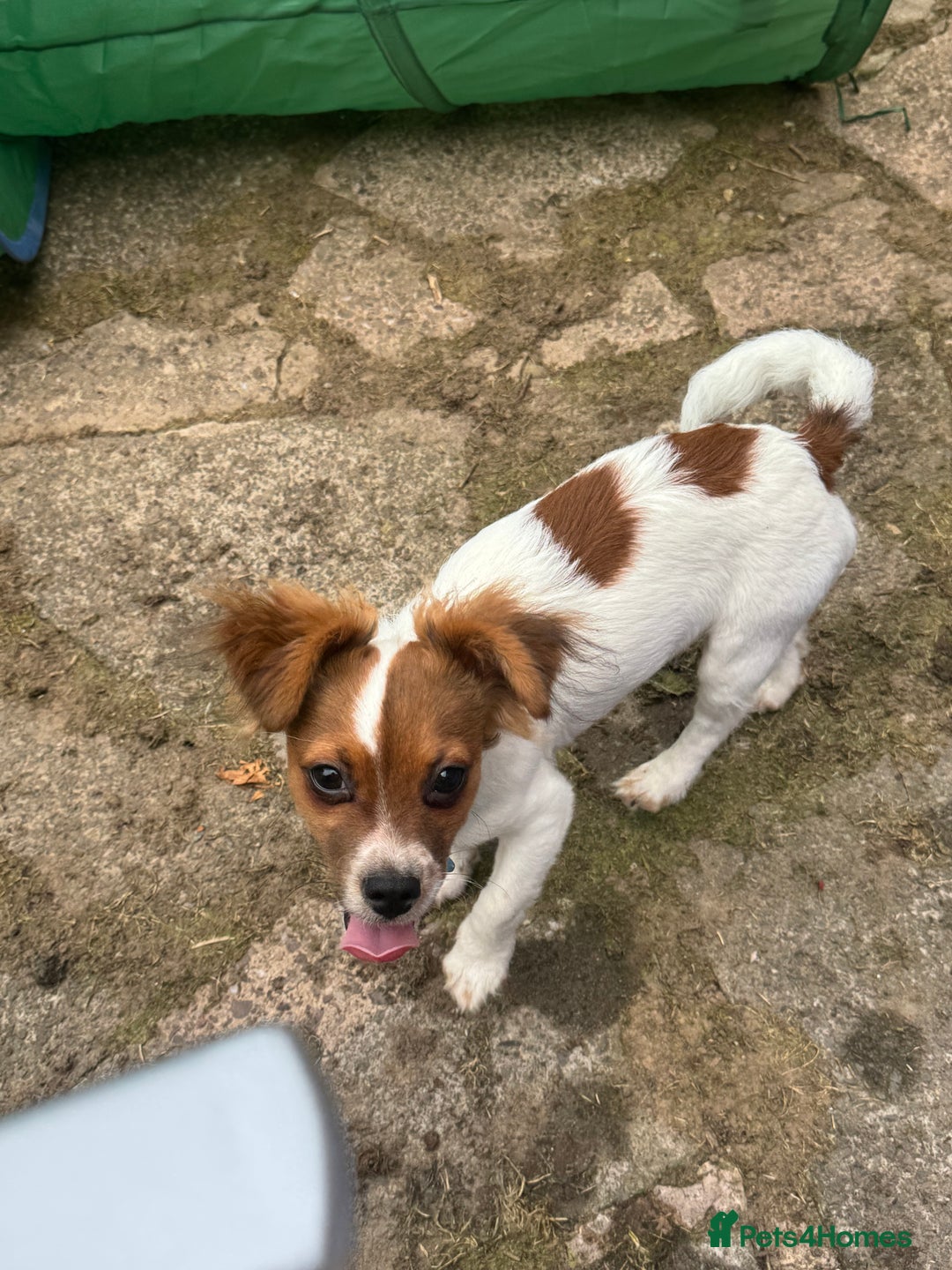 Mixed Breed dogs for sale: Gorgeous chihuahua x Jack russel for sale  - Image 3