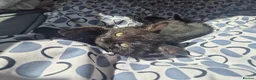 Mixed Breed cats for sale: Cats for sale - Advert 28