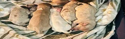 Pomchi dogs for sale: Pomchi girls and boys  - Advert 8