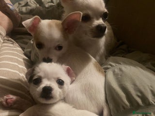 Chihuahua dogs Chiuhuah girl left - Advert 11