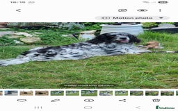 English Setter dogs for adoption: Evo and Rock - Image 5