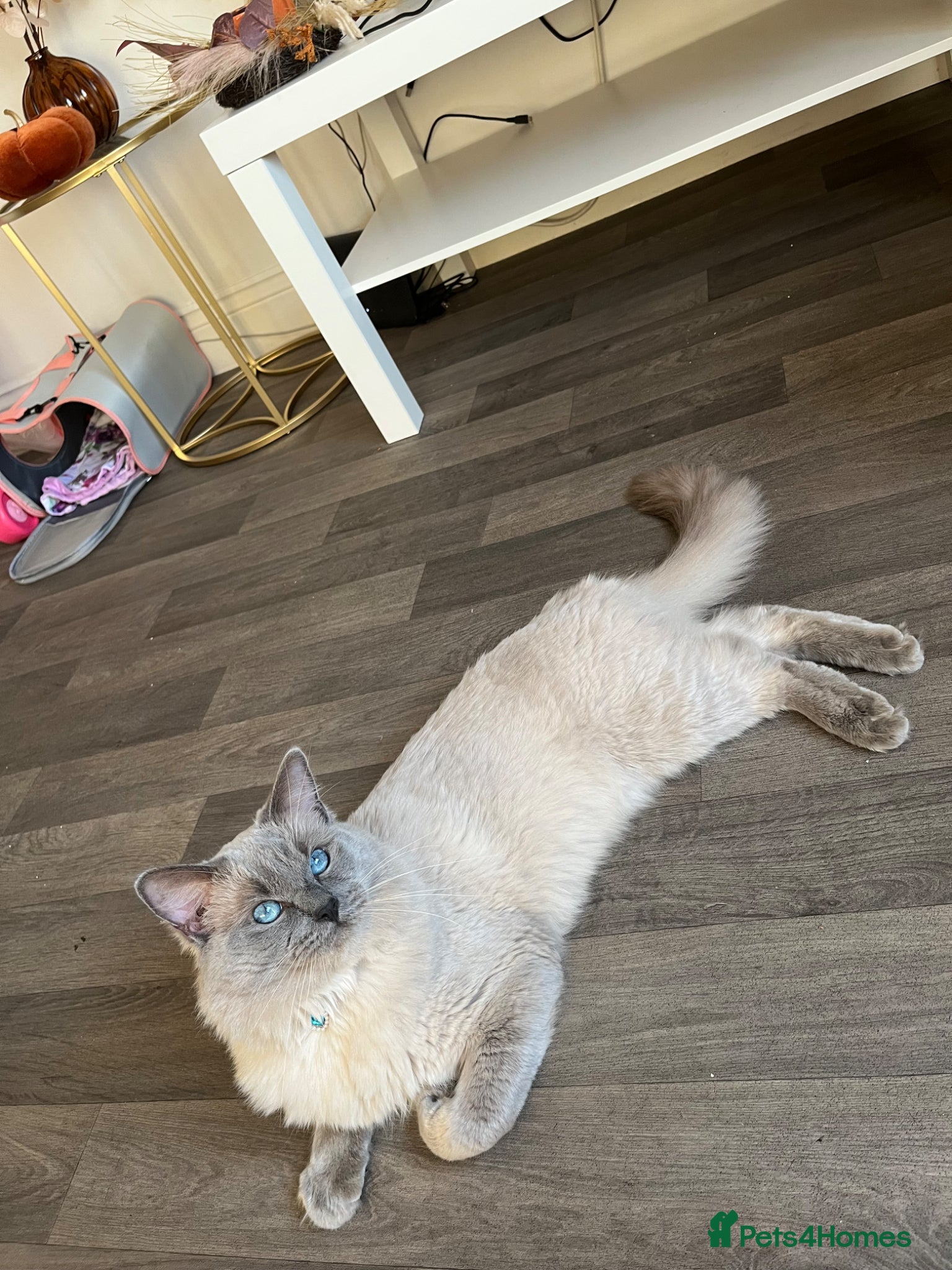 Ragdoll cats PUREBRED RAGDOLL KITTENS  - Advert 2