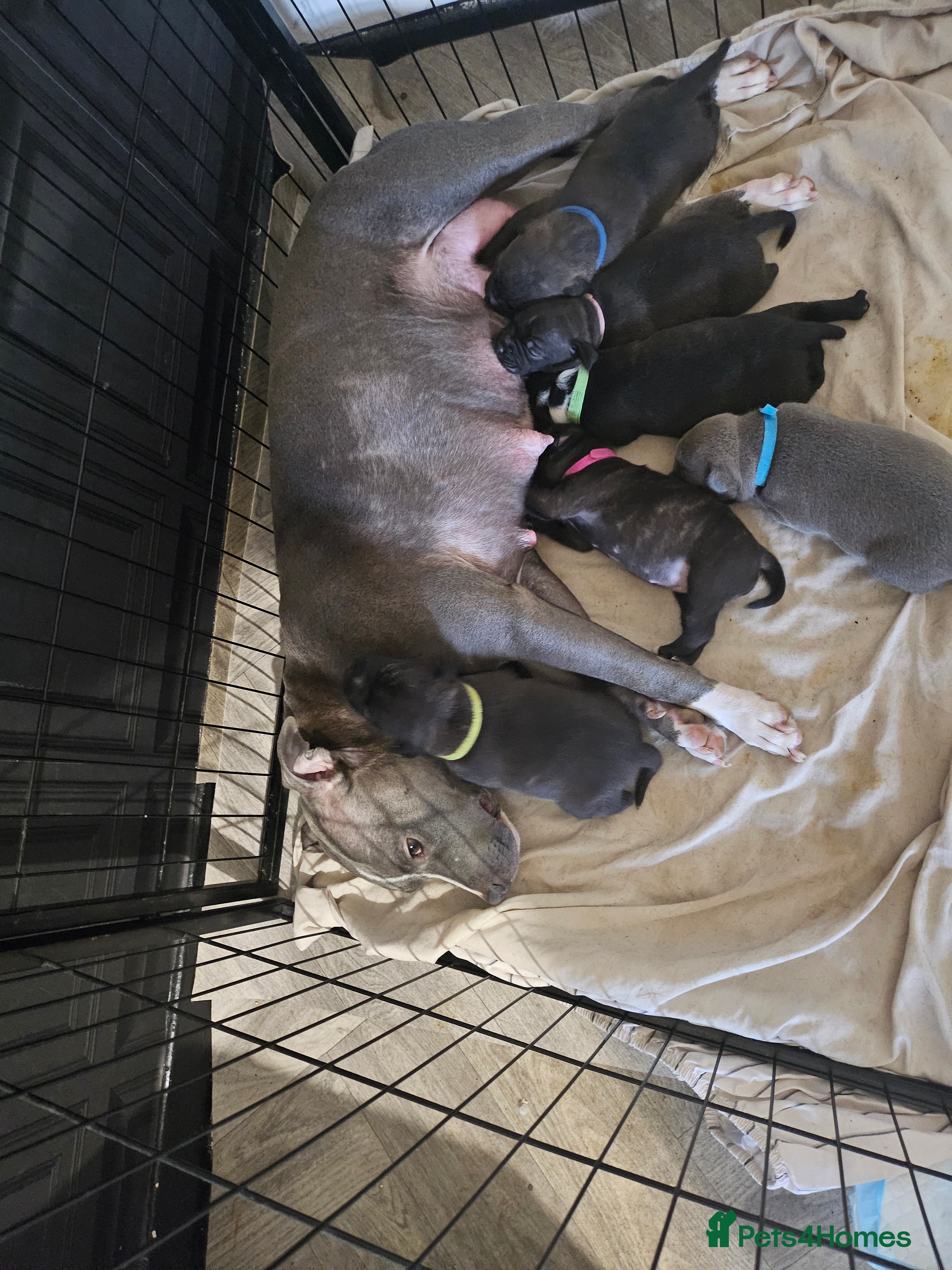 Staffordshire Bull Terrier dogs Staffie puppies - Advert 3