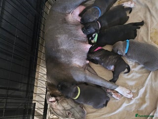 Staffordshire Bull Terrier dogs Staffie puppies - Advert 6