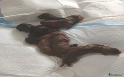 Cocker Spaniel dogs for sale: 7 beautiful cocker spaniels  - Image 10