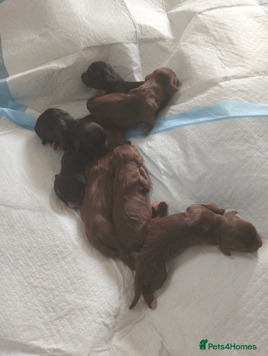 Cocker Spaniel dogs for sale: 7 beautiful cocker spaniels  - Image 10