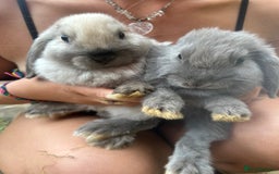 Mini Lop rabbits for sale: Beautiful mini lop bucks and does available  - Image 7