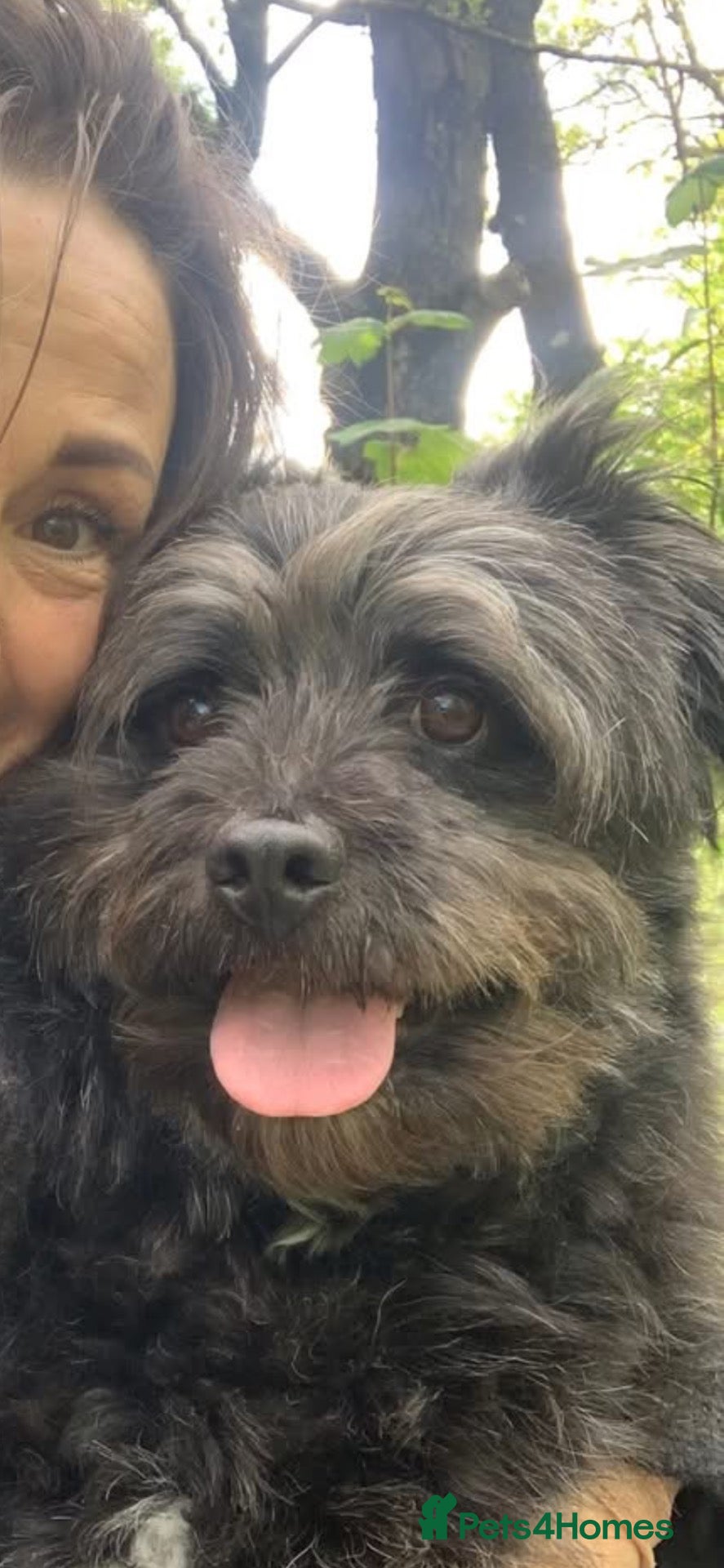 Mixed Breed dogs for adoption: Trev for adoption 4 years old  - Advert 2