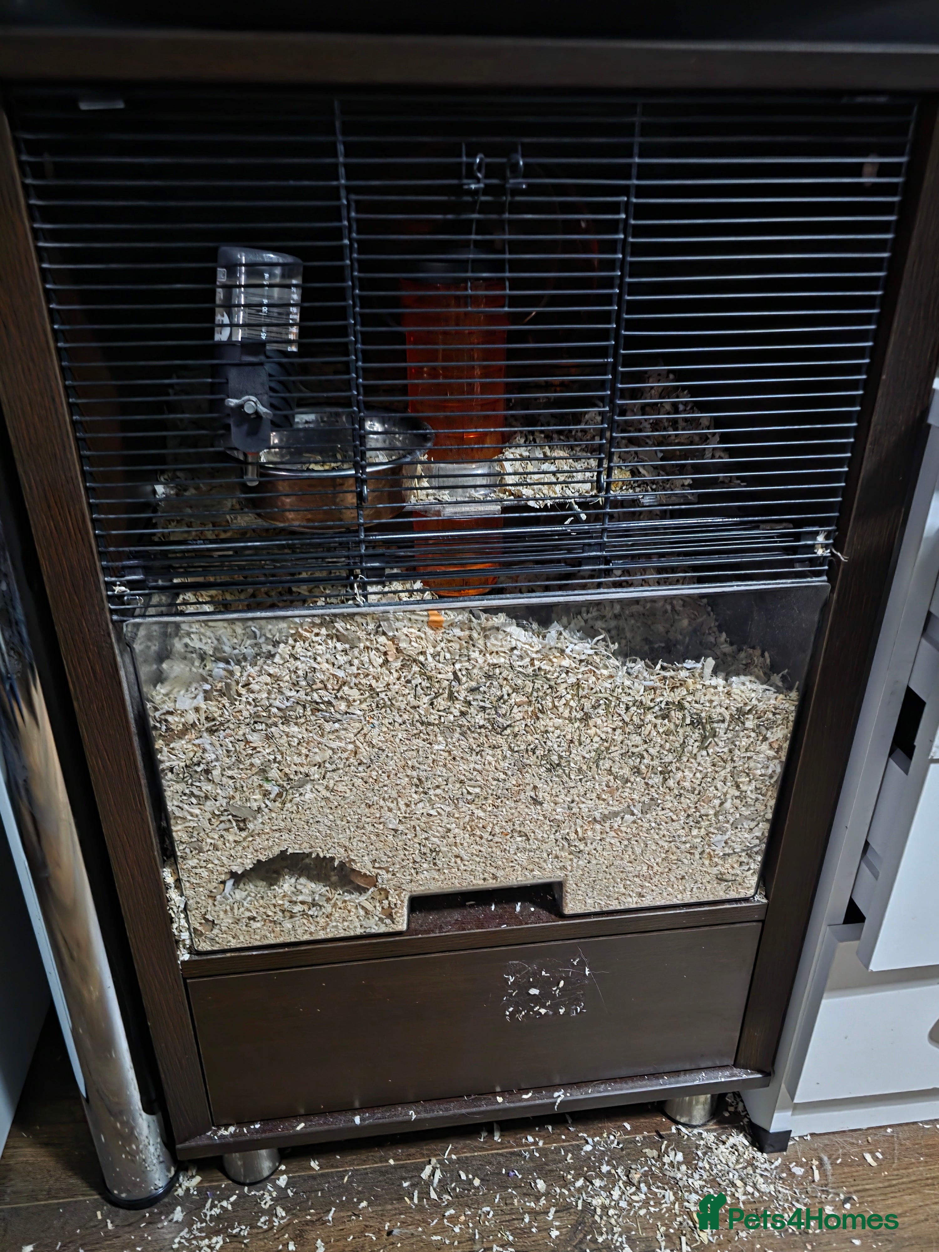 Gerbil rodents Gerbil + enclosure for sale in Barnsley - Advert 1