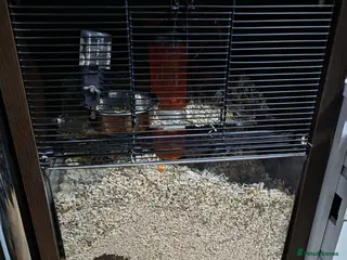 Gerbil rodents Gerbil + enclosure for sale in Barnsley - Advert 14