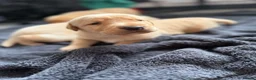 Labrador Retriever dogs for sale: 5 chunky yellow  Labradors  - Advert 5