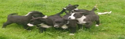 Border Collie dogs for sale: Beautiful collie pupa - Advert 10