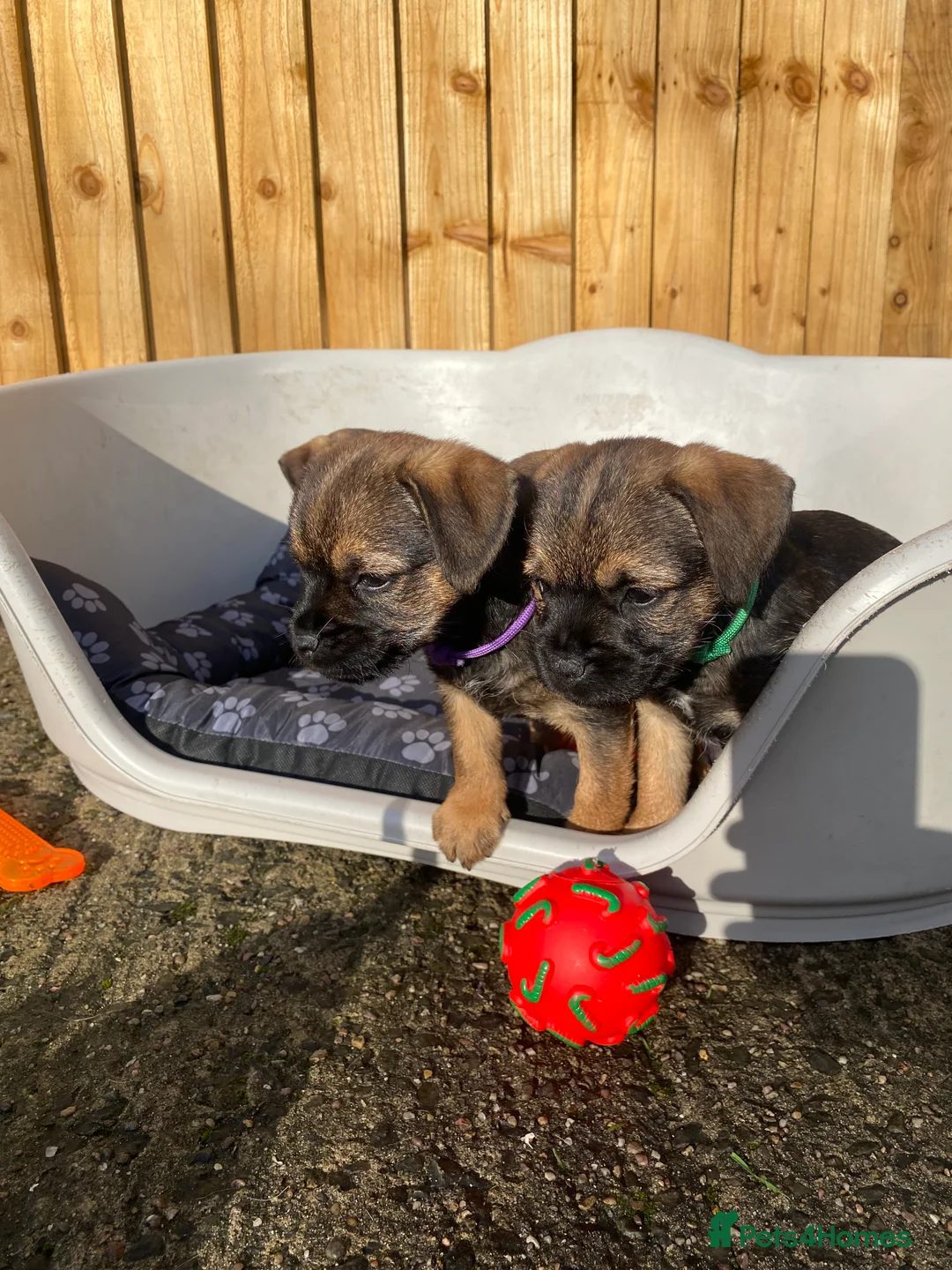 Border Terrier dogs for sale: ⭐️BORDER TERRIER PUPPIES  - Advert 2