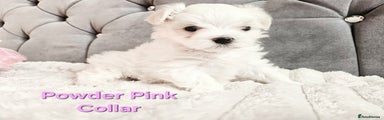 Maltese Puppy 1