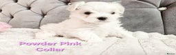 Maltese dogs for sale: 4 Exceptional Maltese Girl Puppies**KC REGISTER** - Advert 12