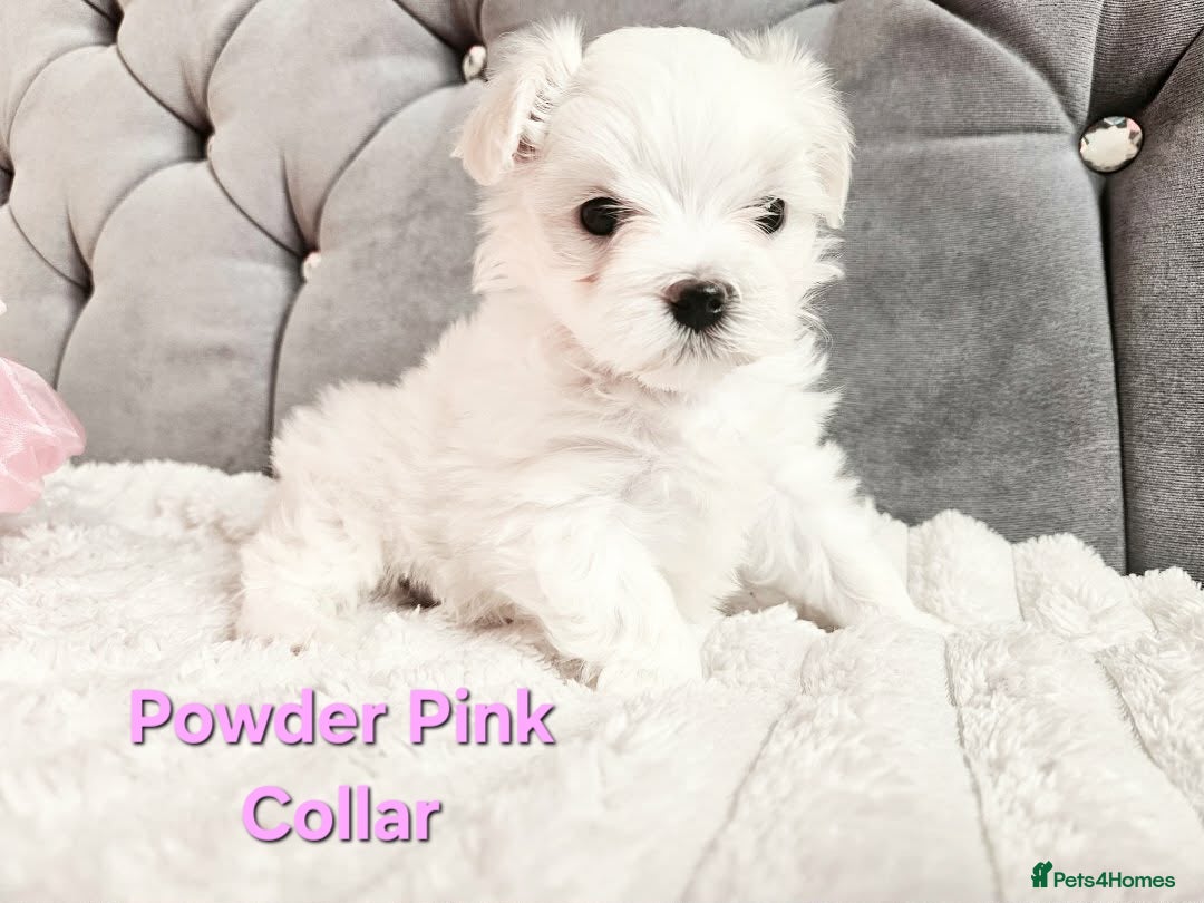 Maltese dogs for sale: 4 Exceptional Maltese Girl Puppies**KC REGISTER** - Advert 12