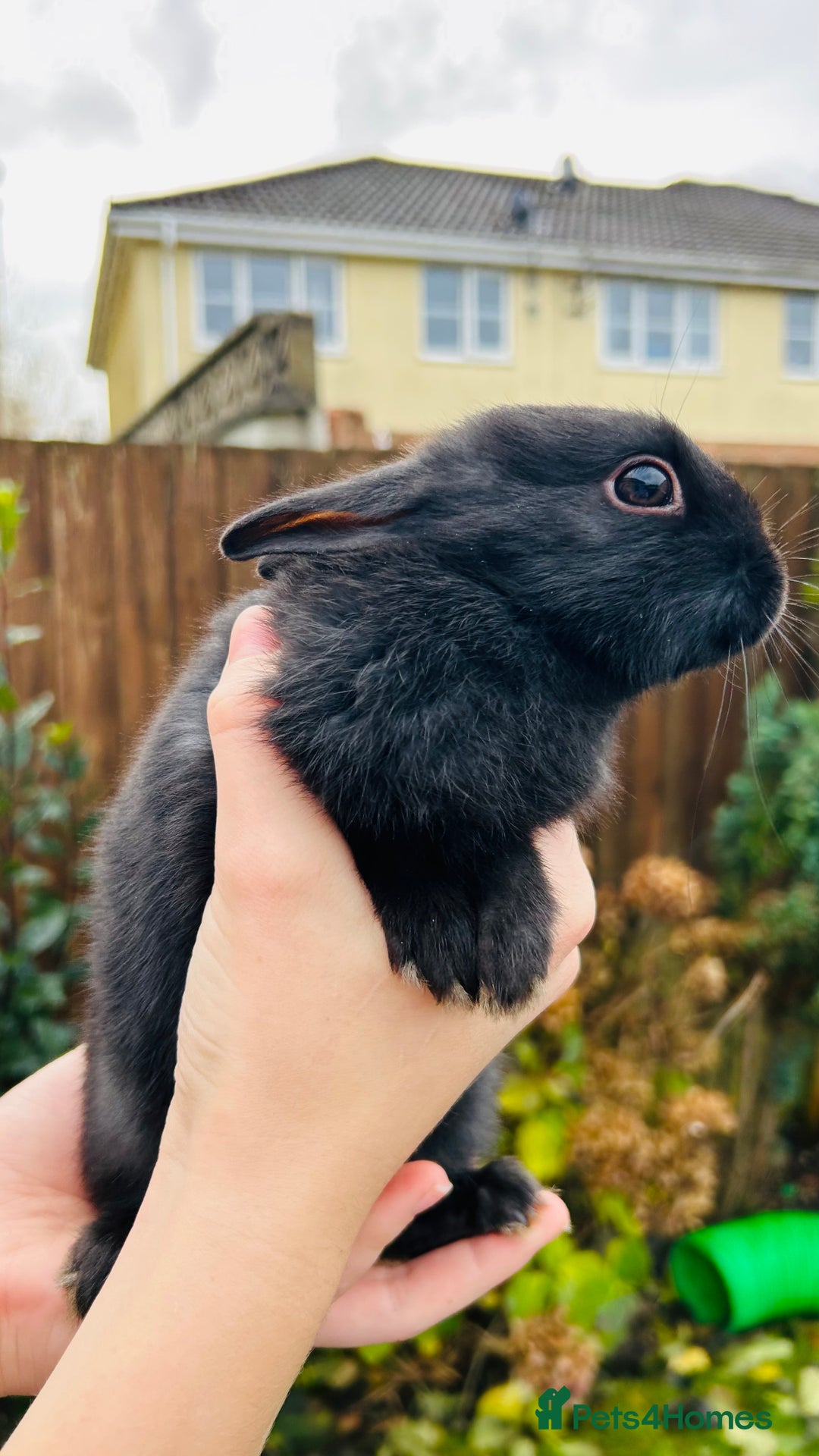 Netherland Dwarf rabbits for sale: Netherlands dwarf bunnies  - Advert 4