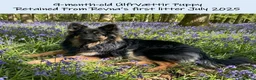 German Shepherd dogs for sale: Exceptional litter of ÚlfrVættir puppies due soon! - Advert 6