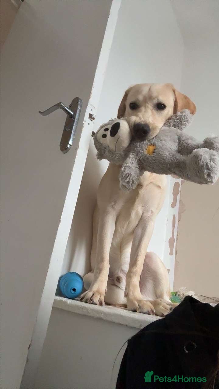 Labrador Retriever dogs Labrador retriever - Advert 5