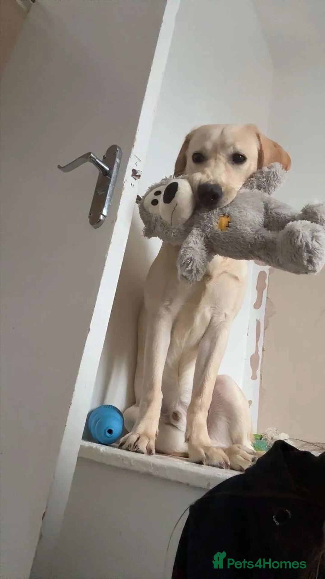 Labrador Retriever dogs for sale: Labrador retriever - Advert 1