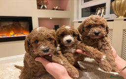 Cavapoo dogs for sale: Outstanding F1B Cavapoo puppies - Image 7