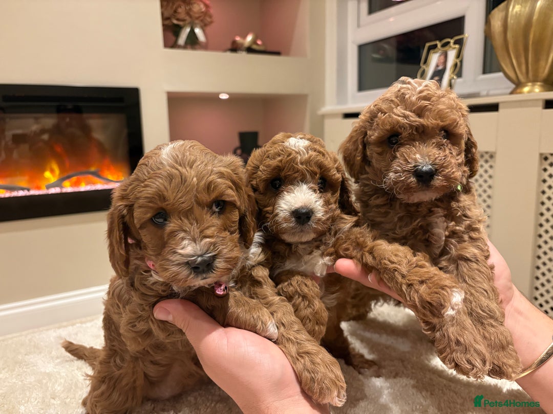 Cavapoo dogs for sale: Outstanding F1B Cavapoo puppies - Image 7