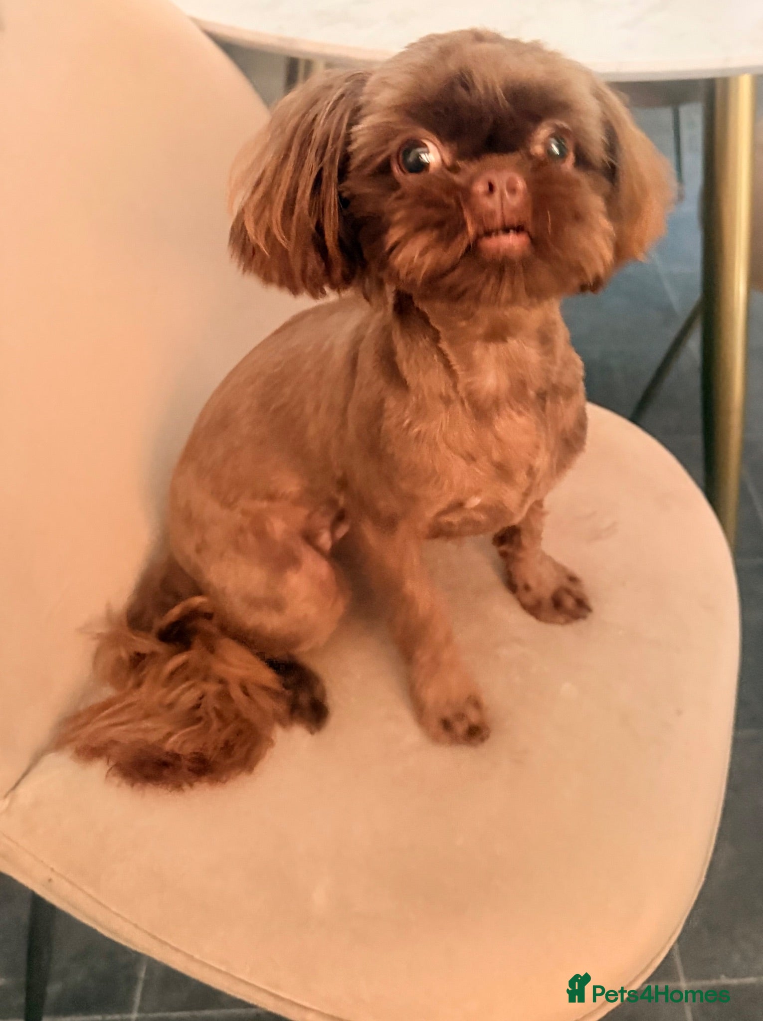 Shih Tzu dogs chocolate brown imperial shih tzu 9 month puppy - Advert 1