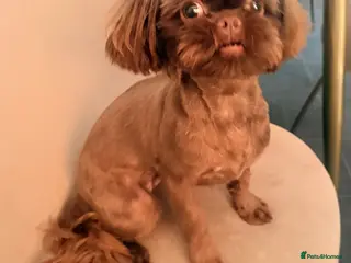 Shih Tzu dogs chocolate brown imperial shih tzu 9 month puppy - Advert 2