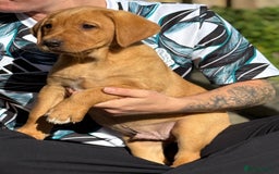 Labrador Retriever dogs for sale: Fox Red /  Mahogany Labradors  - Image 3