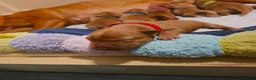 Labrador Retriever dogs for sale: 🐾 Beautiful KC-Registered Fox Red Lab Puppies 🐾 - Advert 8