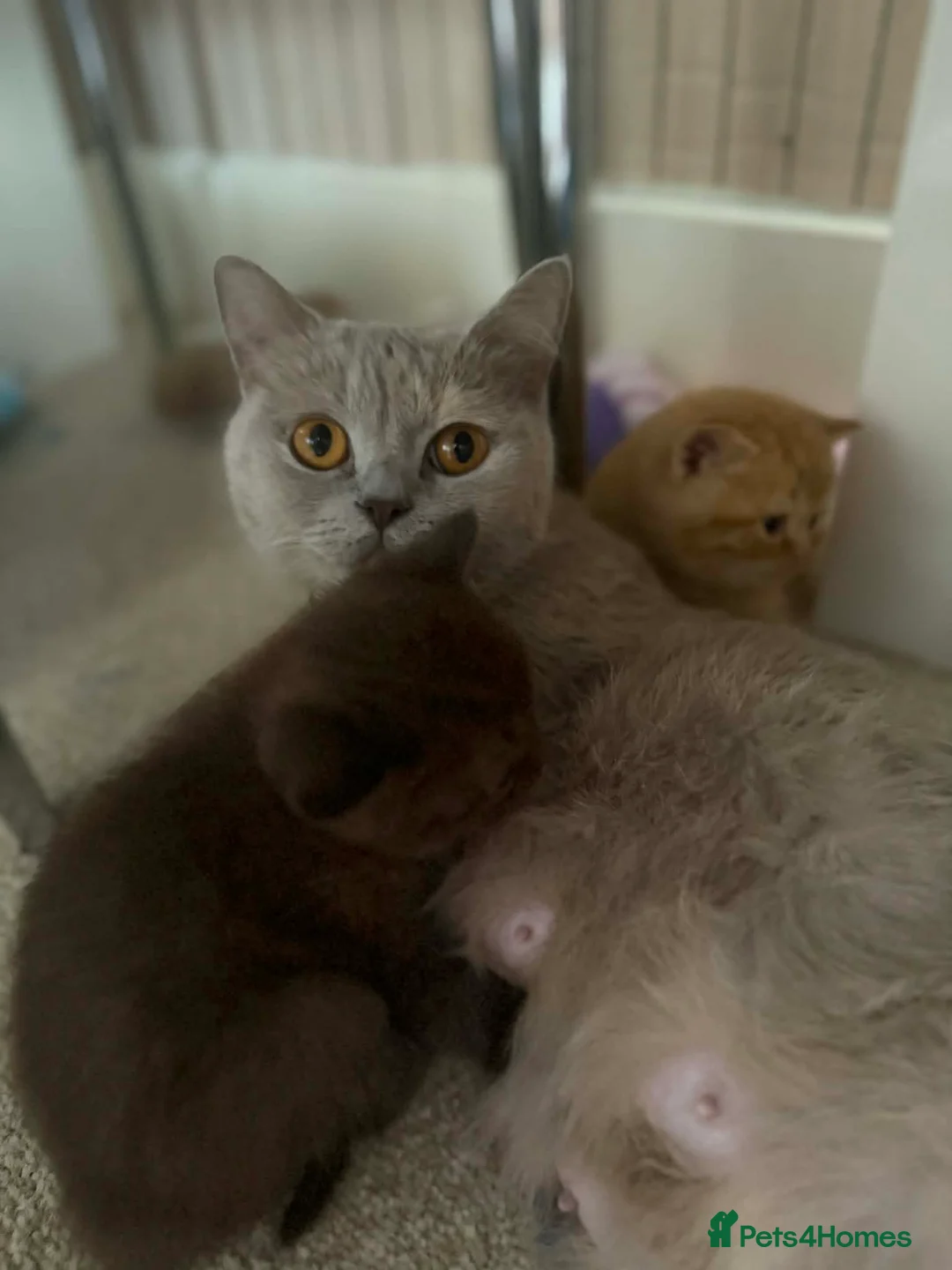 British Shorthair cats for sale: british shorthair kittens - Advert 2