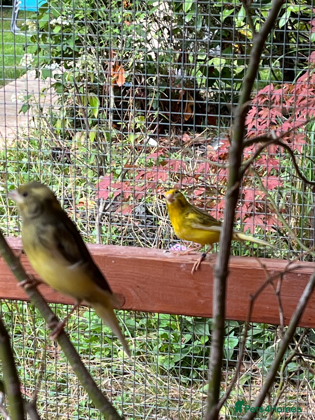 Canaries birds for sale: Canaries and Chinese quail’s  - Image 4