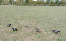 Miniature Dachshund dogs for sale: Stunning silver dapple miniature dachshunds  - Image 25