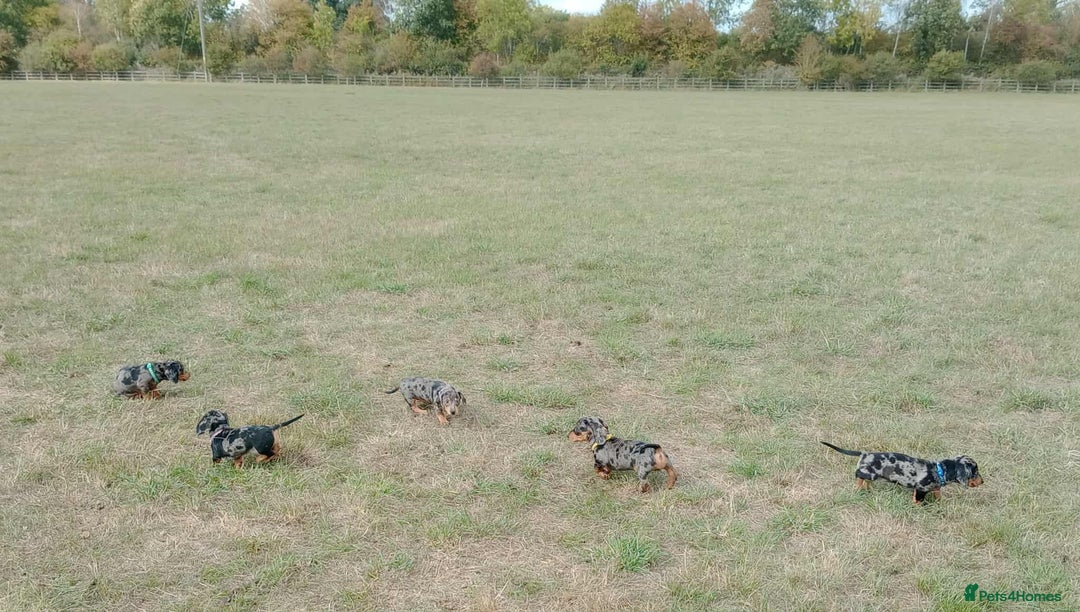 Miniature Dachshund dogs for sale: Stunning silver dapple miniature dachshunds  - Image 25