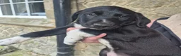 Mixed Breed dogs for sale: Lurcher x Collie  in Preston - Advert 3