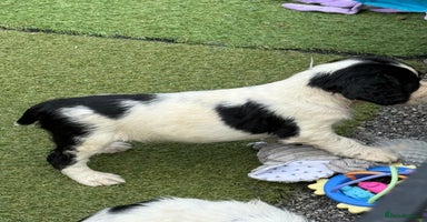English Springer Spaniel dogs - Advert 3