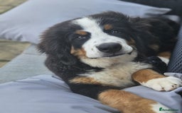 Bernese Mountain Dog dogs for sale: 5 months old beautiful boy Bernese Mountain dog - Image 4