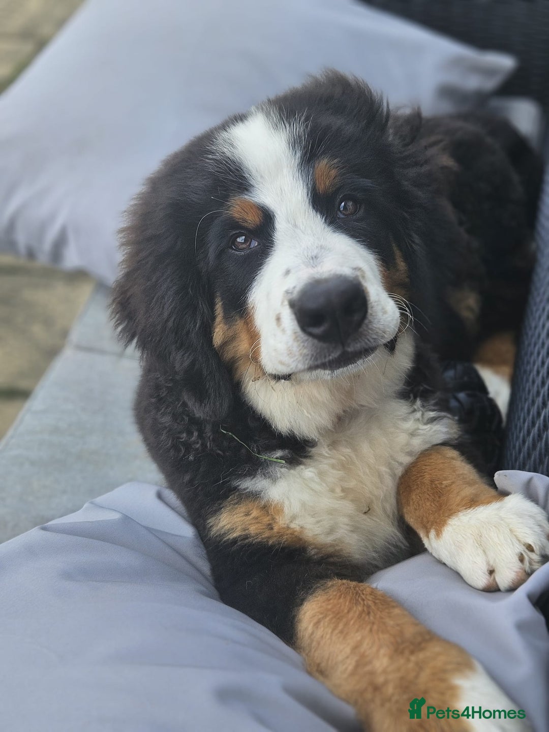 Bernese Mountain Dog dogs for sale: 5 months old beautiful boy Bernese Mountain dog - Image 4