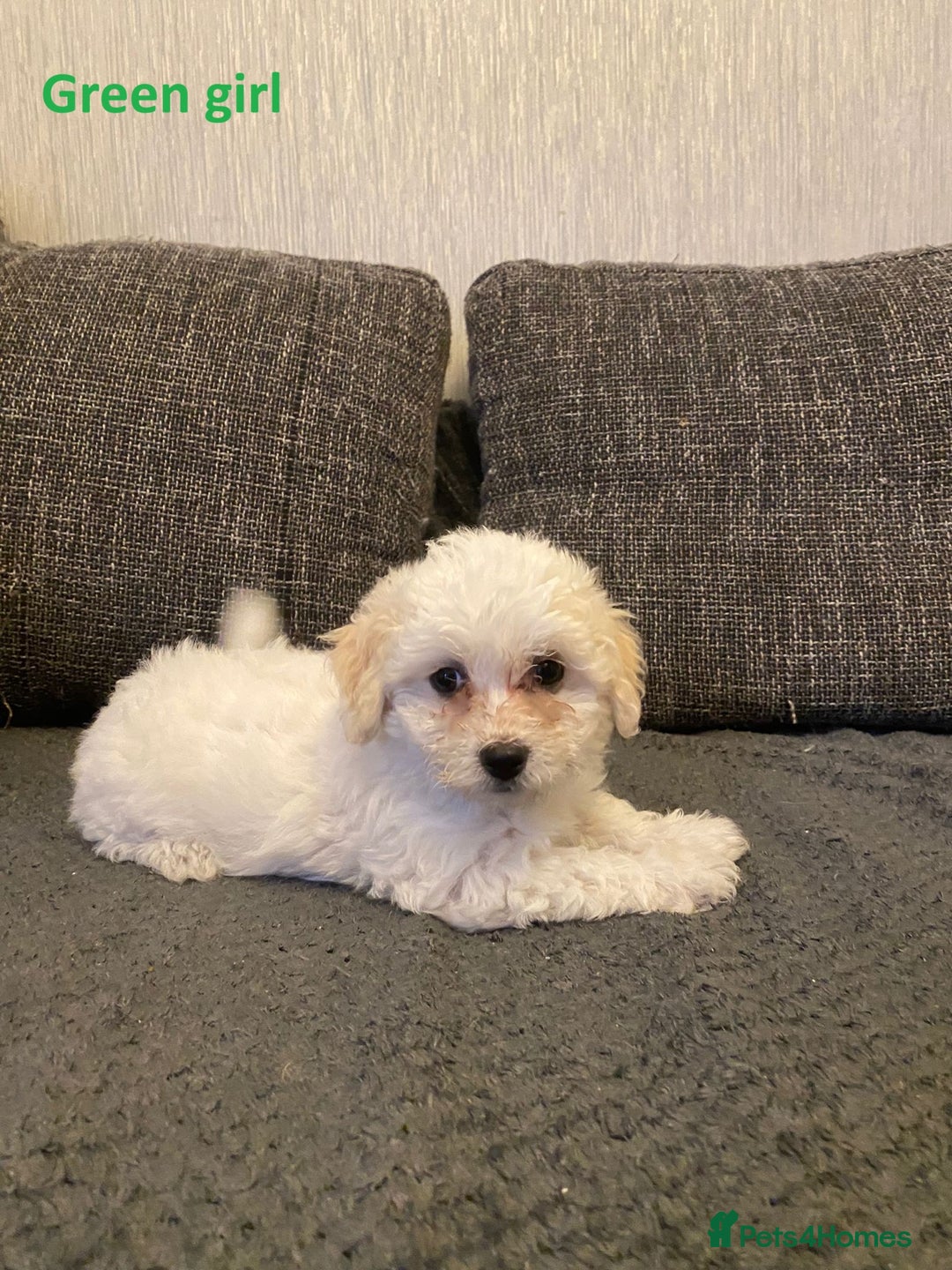 Maltese dogs for sale:  Adorable Maltese Puppies - Image 17