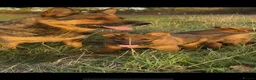 German Shepherd dogs for sale: Beautiful German shepherd x Belgian shepherd pups - Advert 13