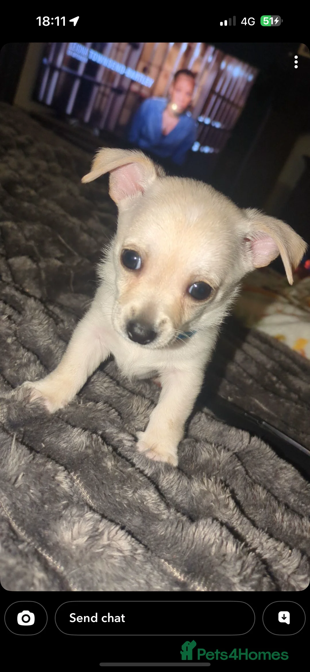 Chihuahua dogs for sale: 2 beautiful boys  - Advert 5