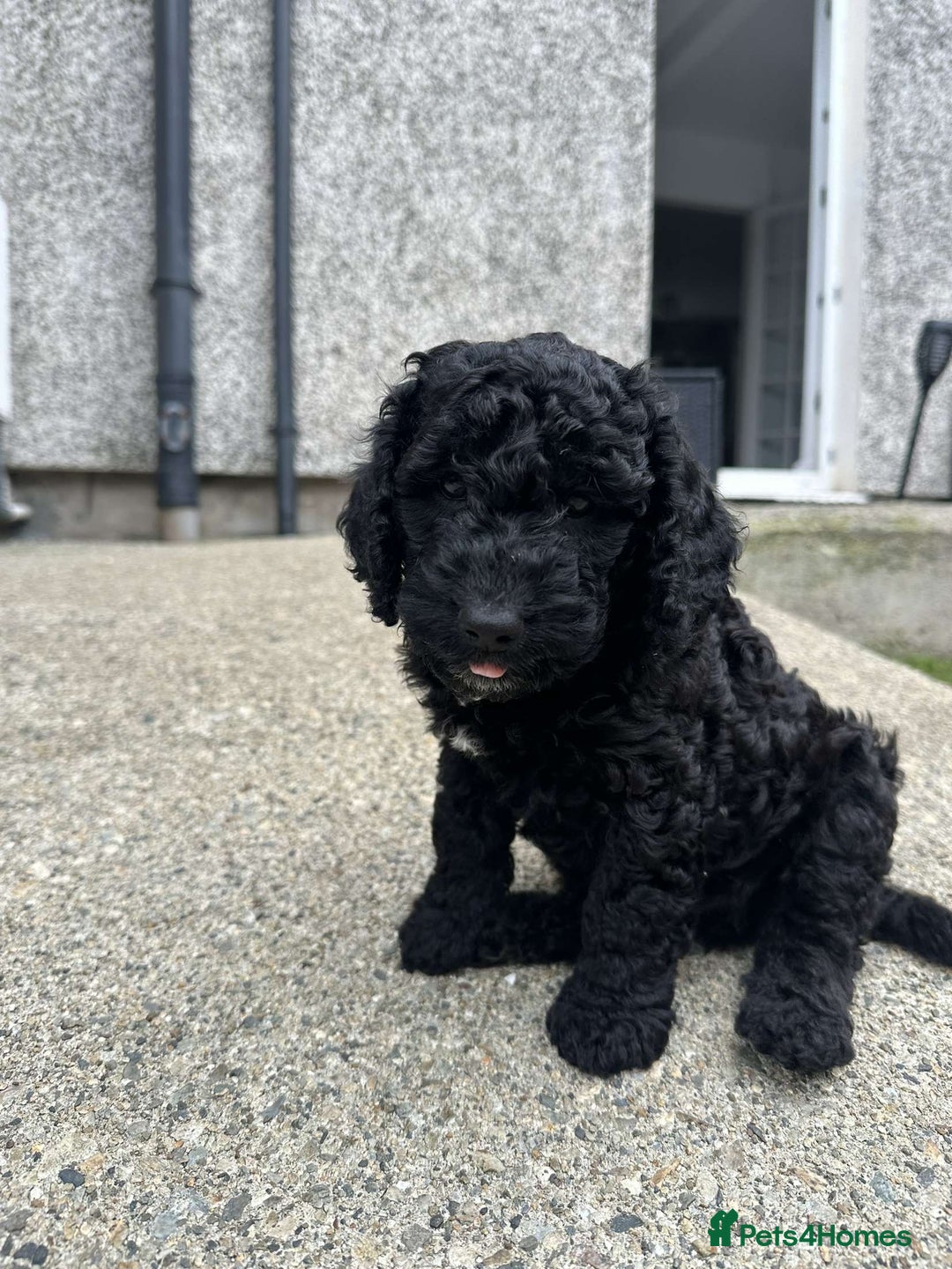Cockapoo dogs for sale: Boni’s F1b pups, 2 little ones available 🖤🖤 - Image 15