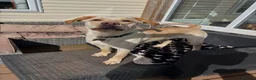 Mixed Breed dogs for sale: Beautiful Big Lady Sadie  - Advert 7