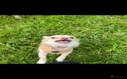 Chihuahua dogs for sale: Long haired chihuahua  - Image 3